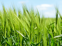 云南大理白族剑川县20亩果园转包